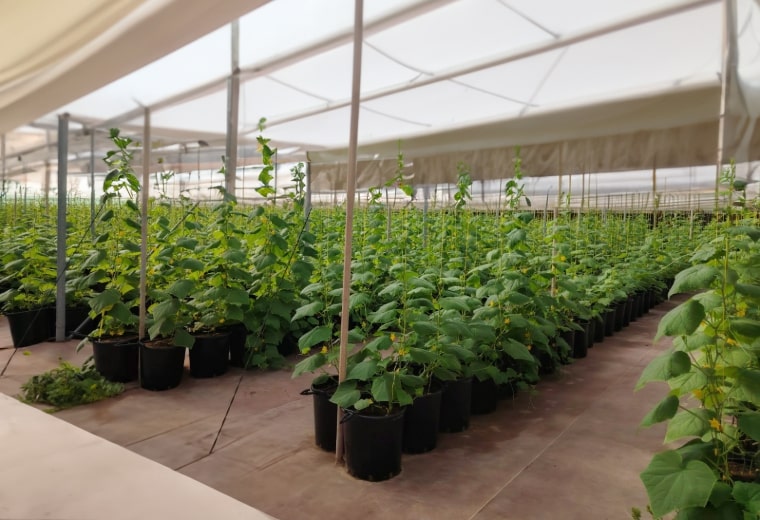 Al-Ajban Palace Abu Dhabi Landscaping by Gulf Dunes